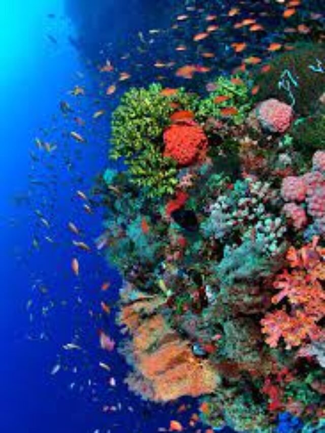 7 Best and Most Visited places in the world for Scuba Diving